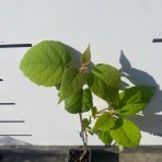 Aktinídia lahodná - kiwi (Actinidia deliciosa) ´ATLAS´ - výška 40-50 cm, kont. P9/P11